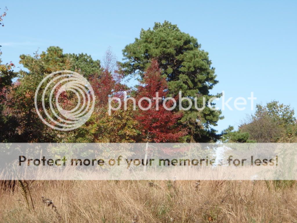 Pilot Mountain & Mt. Airy Photos (King rentals, camp, move) North